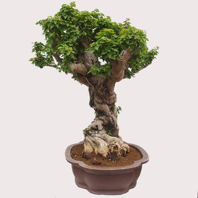 Izbová bonsai - Bouganwilea - 2