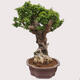 Izbová bonsai - Bouganwilea - 2/6