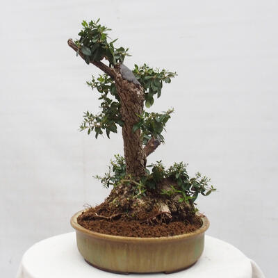 Izbová bonsai - Olea europaea sylvestris -Oliva európska drobnolistá - 2