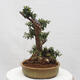 Izbová bonsai - Olea europaea sylvestris -Oliva európska drobnolistá - 2/7