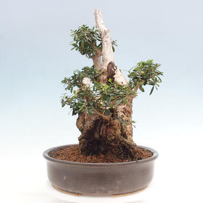 Izbová bonsai - Olea europaea sylvestris -Oliva európska drobnolistá - 2