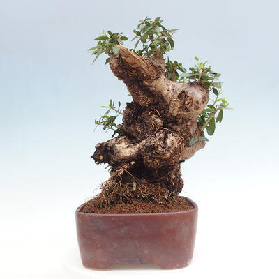 Izbová bonsai - Olea europaea sylvestris -Oliva európska drobnolistá - 2