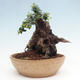 Izbová bonsai - Olea europaea sylvestris -Oliva európska drobnolistá - 2/7