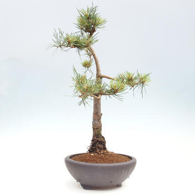 Vonkajšie bonsai - Pinus Sylvestris - Borovica lesná - 2