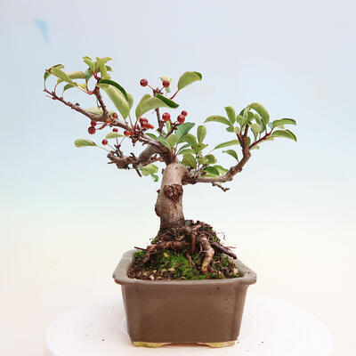 Vonkajší bonsai - Malus sergentiu - Maloplodá jabloň - 2