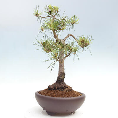 Vonkajšie bonsai - Pinus Sylvestris - Borovica lesná - 2