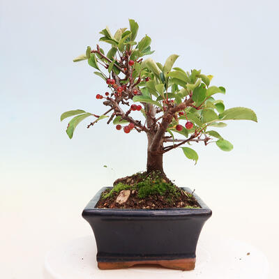 Vonkajší bonsai - Malus sergentiu - Maloplodá jabloň - 2