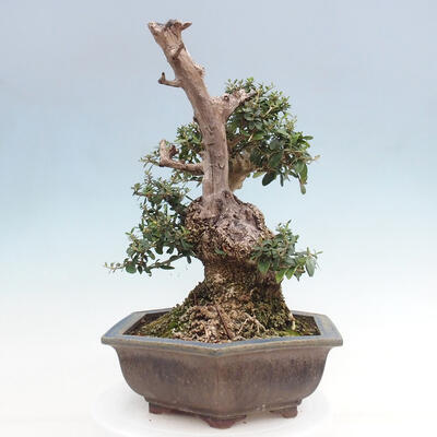 Izbová bonsai - Olea europaea sylvestris -Oliva európska drobnolistá - 2