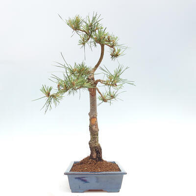 Vonkajšie bonsai - Pinus Sylvestris - Borovica lesná - 2