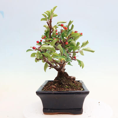 Vonkajší bonsai - Malus sergentiu - Maloplodá jabloň - 2