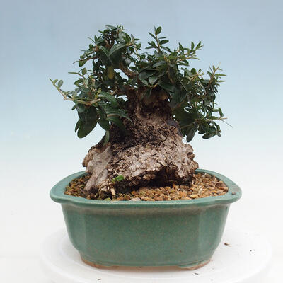 Izbová bonsai - Olea europaea sylvestris -Oliva európska drobnolistá - 2