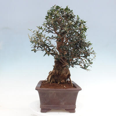 Izbová bonsai - Olea europaea sylvestris -Oliva európska drobnolistá - 2