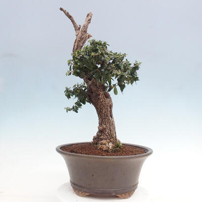 Izbová bonsai - Olea europaea sylvestris -Oliva európska drobnolistá - 2