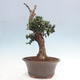 Izbová bonsai - Olea europaea sylvestris -Oliva európska drobnolistá - 2/7