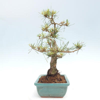 Vonkajšie bonsai - Pinus Sylvestris - Borovica lesná - 2