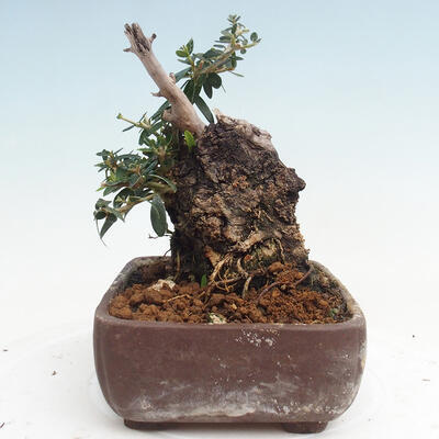 Izbová bonsai - Olea europaea sylvestris -Oliva európska drobnolistá - 2