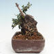 Izbová bonsai - Olea europaea sylvestris -Oliva európska drobnolistá - 2/7