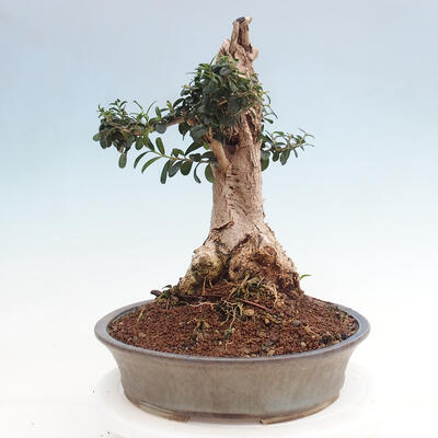 Izbová bonsai - Olea europaea sylvestris -Oliva európska drobnolistá - 2