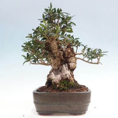 Izbová bonsai - Olea europaea sylvestris -Oliva európska drobnolistá - 2