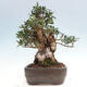 Izbová bonsai - Olea europaea sylvestris -Oliva európska drobnolistá - 2/7