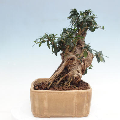 Izbová bonsai - Olea europaea sylvestris -Oliva európska drobnolistá - 2