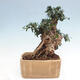 Izbová bonsai - Olea europaea sylvestris -Oliva európska drobnolistá - 2/7