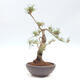 Vonkajšie bonsai - Pinus Sylvestris - Borovica lesná - 2/4