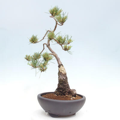 Vonkajšie bonsai - Pinus Sylvestris - Borovica lesná - 2