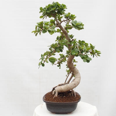 Izbová bonsai - Ficus Panda - malolistý fikus - 2