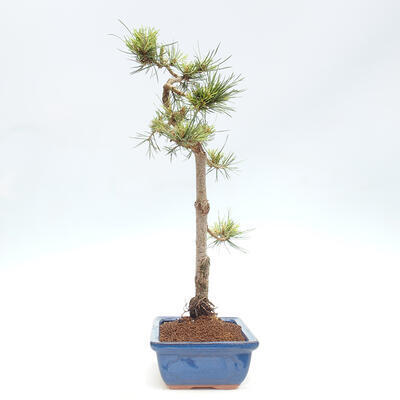 Vonkajšie bonsai - Pinus Sylvestris - Borovica lesná - 2