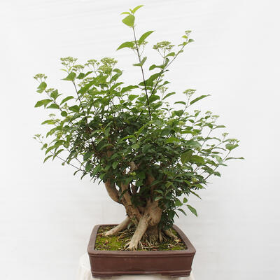 Izbová bonsai - Premna serratifolia - Kozlovoň malolistá - 2