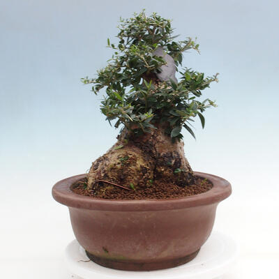 Izbová bonsai - Olea europaea sylvestris -Oliva európska drobnolistá - 2