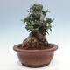 Izbová bonsai - Olea europaea sylvestris -Oliva európska drobnolistá - 2/7