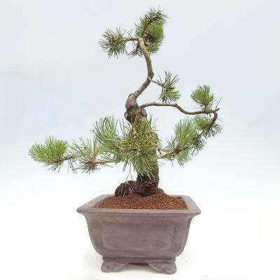 Vonkajší bonsai - Pinus mugo - Borovica kľač - 2