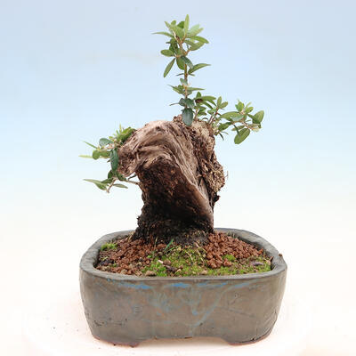 Izbová bonsai - Olea europaea sylvestris -Oliva európska drobnolistá - 2