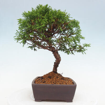 Vonkajší bonsai - Juniperus chinensis Itoigawa -Jalovec čínsky - 2