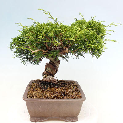 Vonkajší bonsai - Juniperus chinensis Itoigawa-Jalovec čínsky - 2