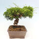 Vonkajší bonsai - Juniperus chinensis Itoigawa-Jalovec čínsky - 2/4