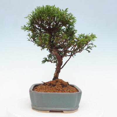 Vonkajší bonsai - Juniperus chinensis Itoigawa -Jalovec čínsky - 2