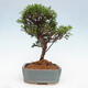 Vonkajší bonsai - Juniperus chinensis Itoigawa -Jalovec čínsky - 2/4