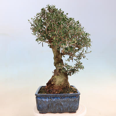 Izbová bonsai - Olea europaea sylvestris -Oliva evropská drobnolistá - 2