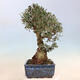 Izbová bonsai - Olea europaea sylvestris -Oliva evropská drobnolistá - 2/7