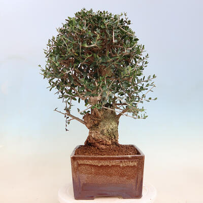 Izbová bonsai - Olea europaea sylvestris -Oliva evropská drobnolistá - 2