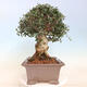 Izbová bonsai - Olea europaea sylvestris -Oliva evropská drobnolistá - 2/7