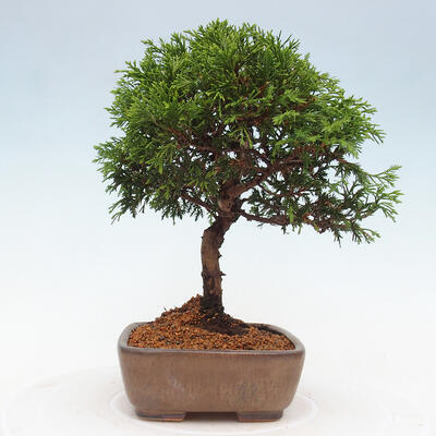 Vonkajší bonsai - Juniperus chinensis Itoigawa -Jalovec čínsky - 2