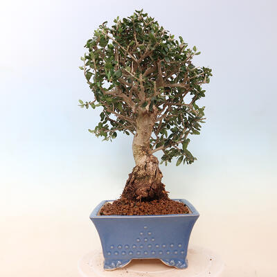 Izbová bonsai - Olea europaea sylvestris -Oliva evropská drobnolistá - 2