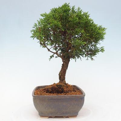 Vonkajší bonsai - Juniperus chinensis Itoigawa -Jalovec čínsky - 2