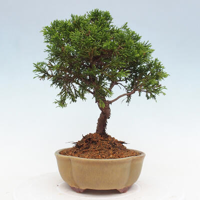 Vonkajší bonsai - Juniperus chinensis Itoigawa -Jalovec čínsky - 2