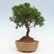 Vonkajší bonsai - Juniperus chinensis Itoigawa -Jalovec čínsky - 2/4