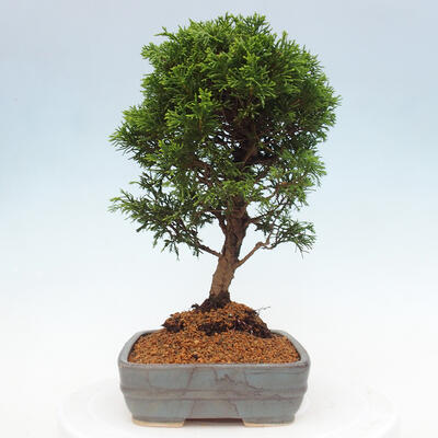 Vonkajší bonsai - Juniperus chinensis Itoigawa -Jalovec čínsky - 2